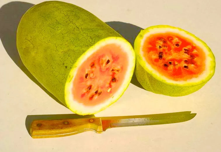 Citrullus lanatus 'Watermelon Charleston Gray' elongated green rind watermelon with red flesh and seeds cut open