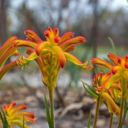 Anigozanthos humilis bright yellow and red fuzzy tubular flowers with green leaves outdoors