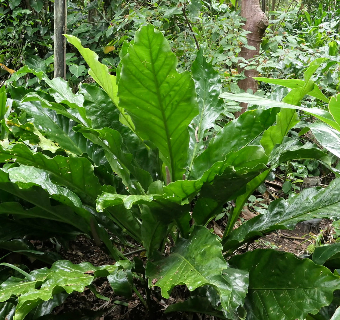 Anthurium plowmanii große glänzend grüne Blätter tropische Unterwuchs-Pflanze