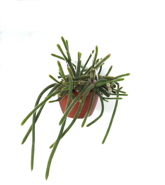 Aporocactus flagelliformis trailing succulent cactus with slender green stems and small spines