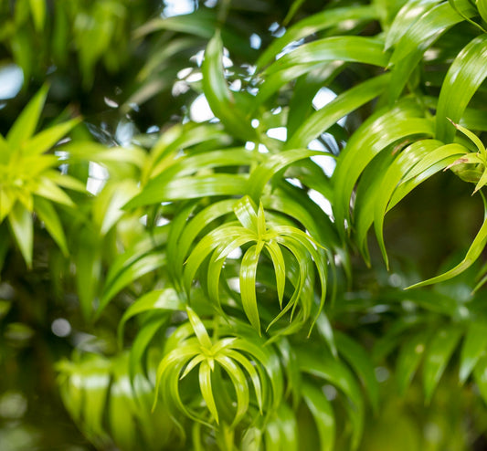 Araucaria bidwillii bright green glossy needle-like foliage close-up