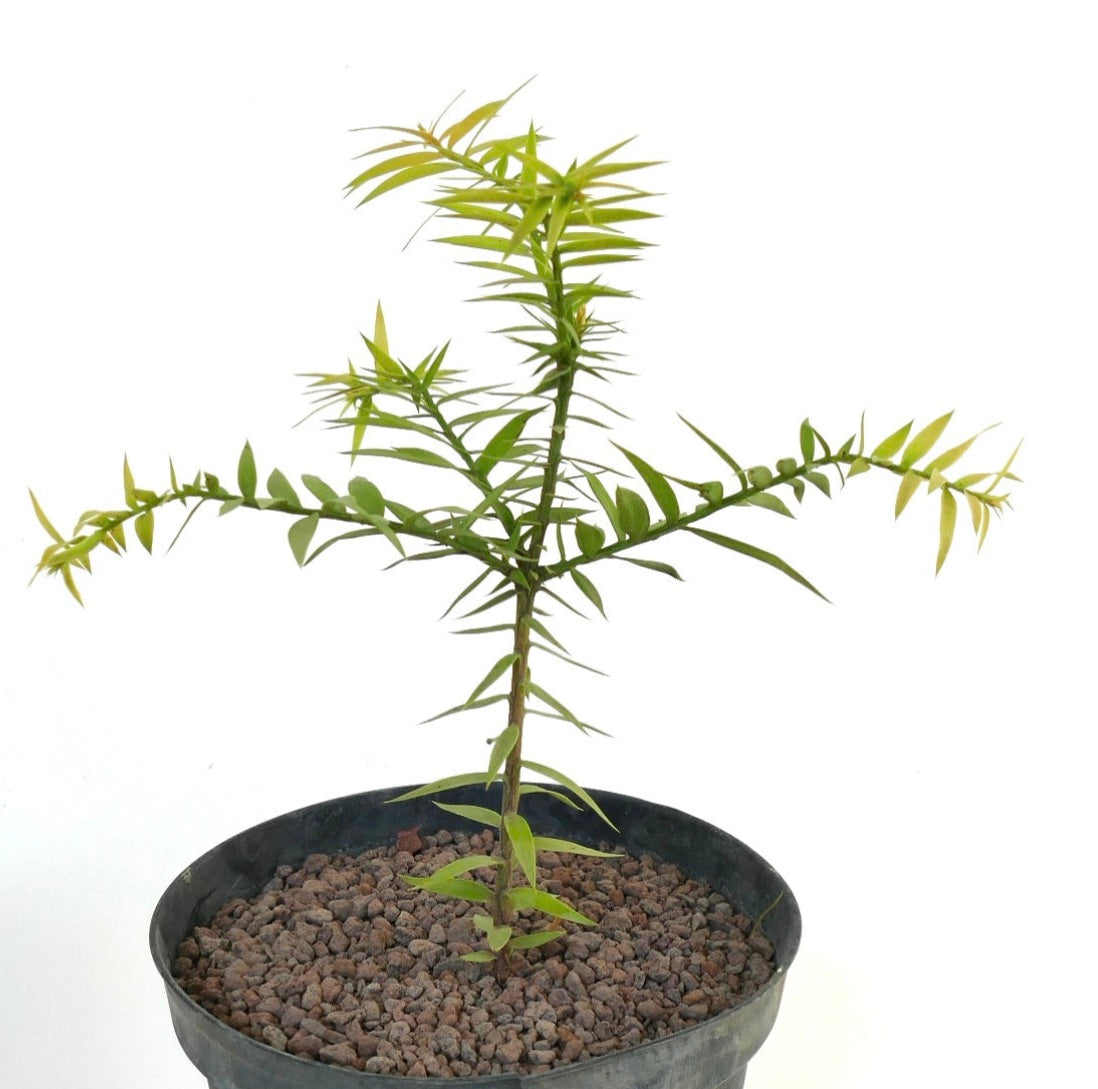 Araucaria bidwillii junger schlanker Nadelbaum mit leuchtend grünen nadelartigen Blättern in schwarzem Topf