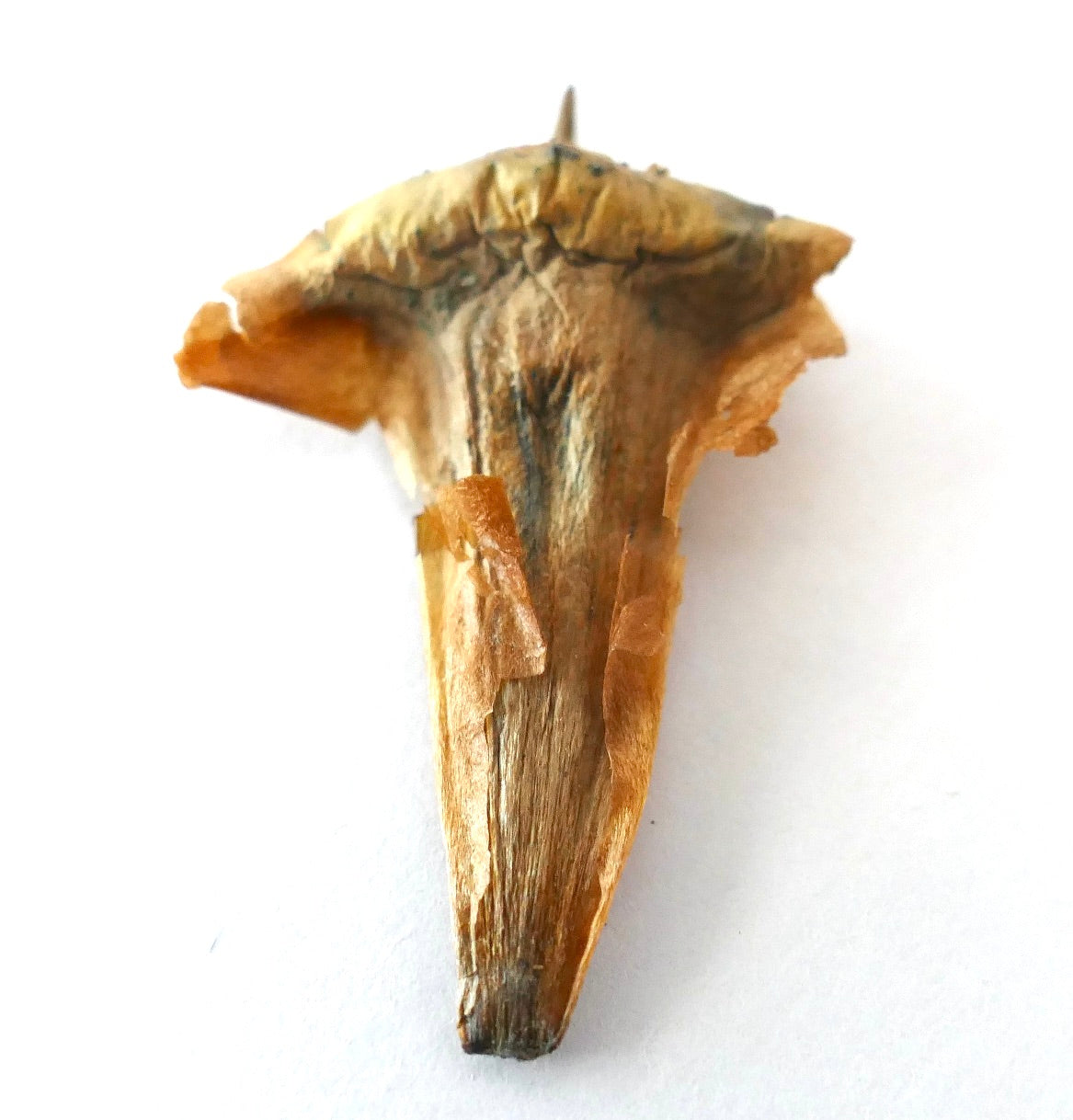 Gedroogd zaad van Araucaria columnaris met een papperige textuur en een langgerekte vorm op een witte achtergrond