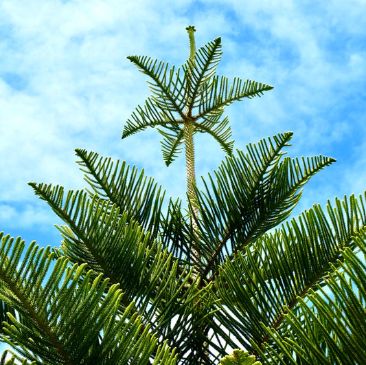 Araucaria heterophylla with symmetrical, bright green needle-like leaves against blue sky