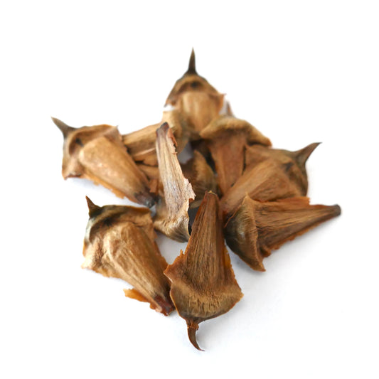 Semi secchi marroni di Araucaria laubenfelsii con punte appuntite su sfondo bianco