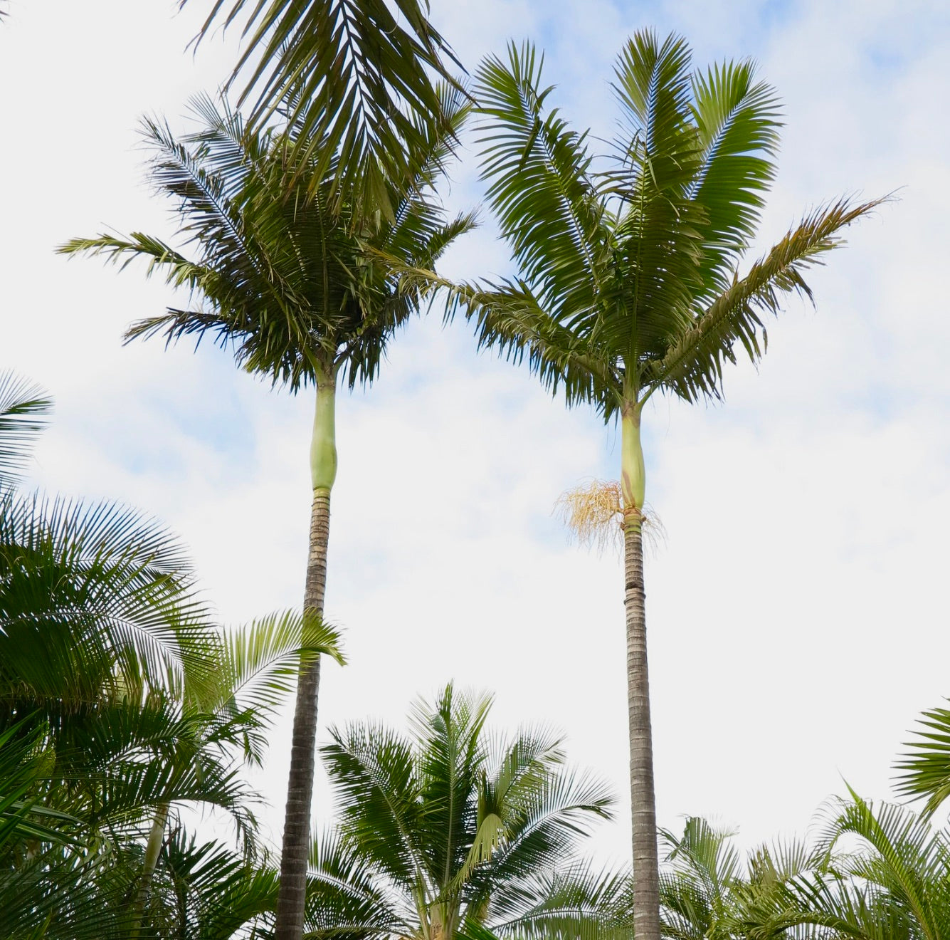 Archontophoenix alexandrae tall slender palm trees with feathery green fronds against sky