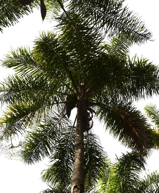 Arecastrum romanzoffianum tall palm tree with feathery green fronds and slender trunk