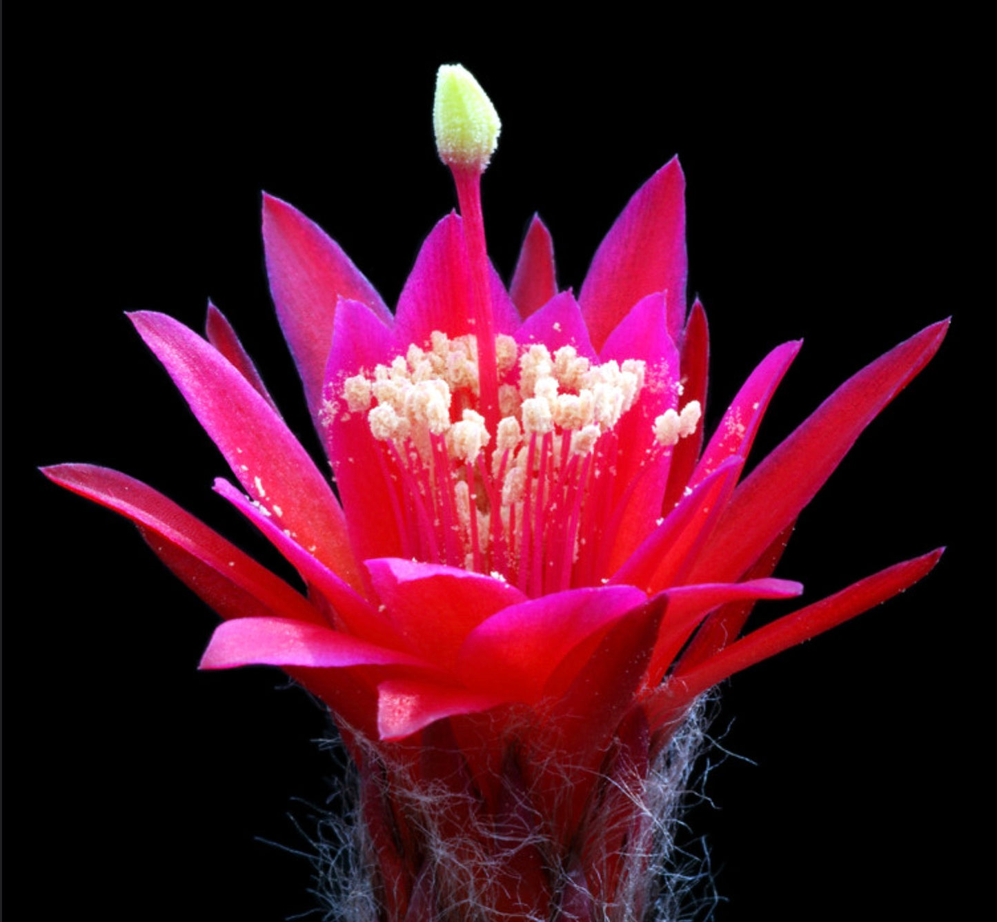 Arequipa erectocylindrica vibrant red cactus flower with prominent stamens and hairy base