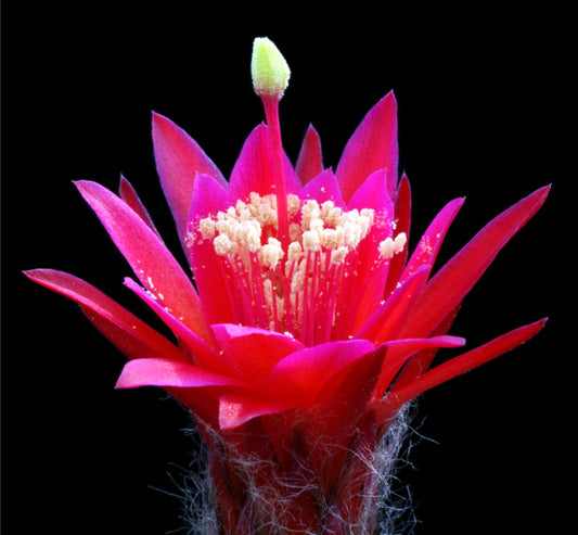 Arequipa erectocylindrica vibrant red cactus flower with prominent stamens and hairy base