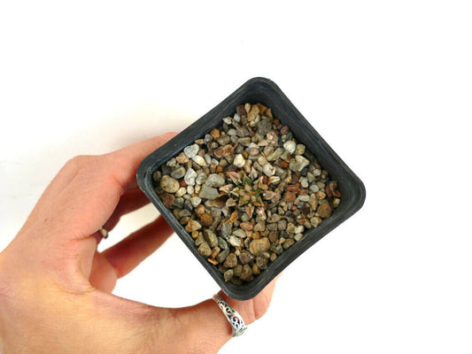 Ariocarpus kotschoubeyanus piccolo cactus succulento con foglie appuntite e struttura tattile in vaso