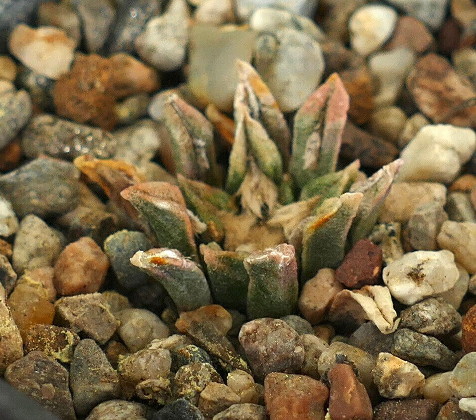 Ariocarpus kotschoubeyanus pequeño cactus suculento con hojas gruesas y texturizadas entre guijarros