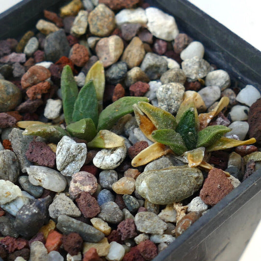 Ariocarpus scapharostrus X retusus cv CAULIFLOWER BH2 rare petit cactus succulent avec des feuilles épaisses vertes dans un sol rocheux