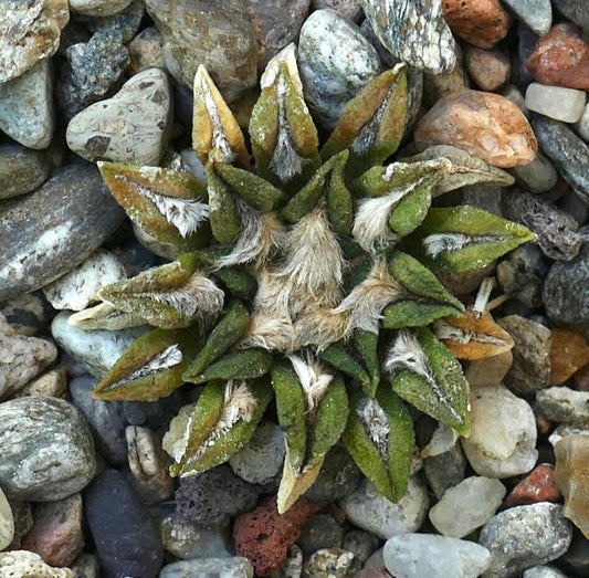 Ariocarpus kotschoubeyanus petit cactus succulente avec des feuilles à texture duveteuse sur un sol rocheux