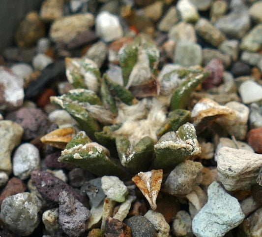 Ariocarpus kotschoubeyanus small succulent cactus with rough textured green tubercles and white patches