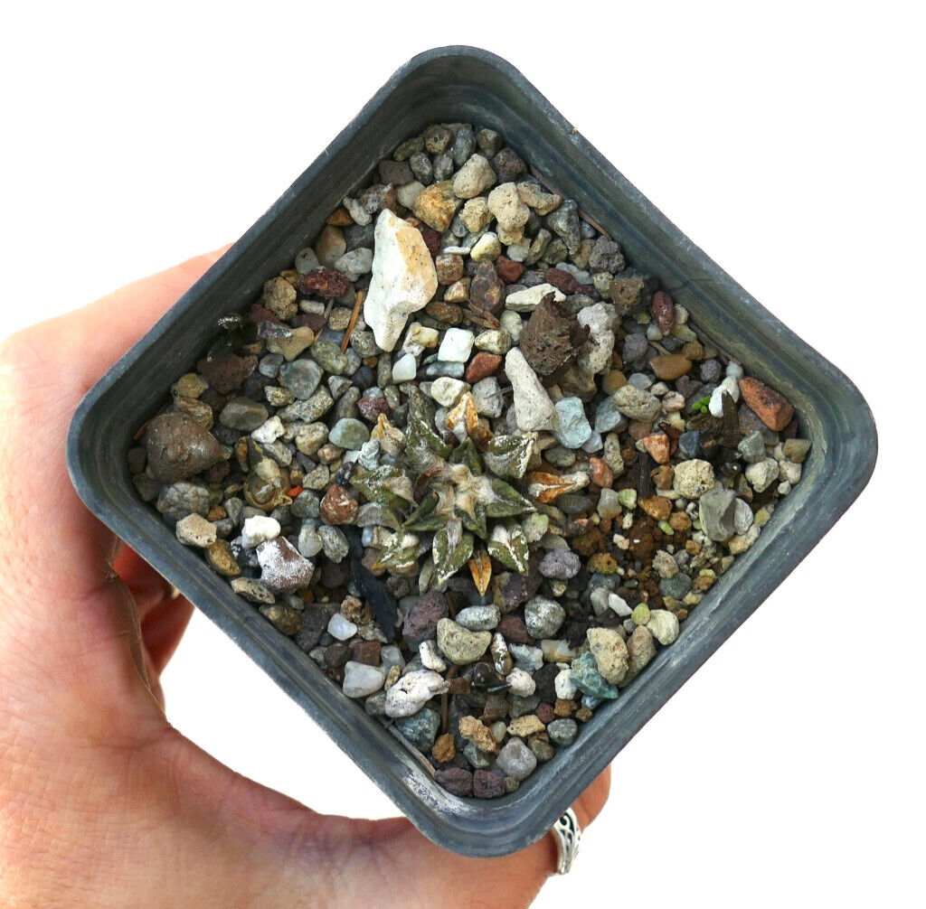 Ariocarpus kotschoubeyanus small rare succulent cactus with star-shaped textured leaves in pot