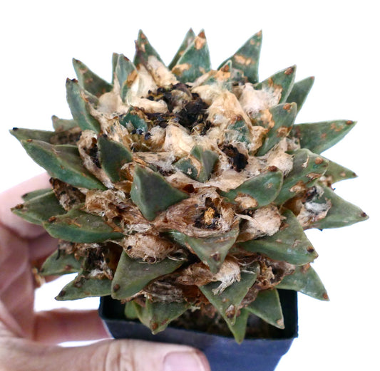 Ariocarpus scapharostroides rare succulent cactus with thick green tubercles and woolly areoles