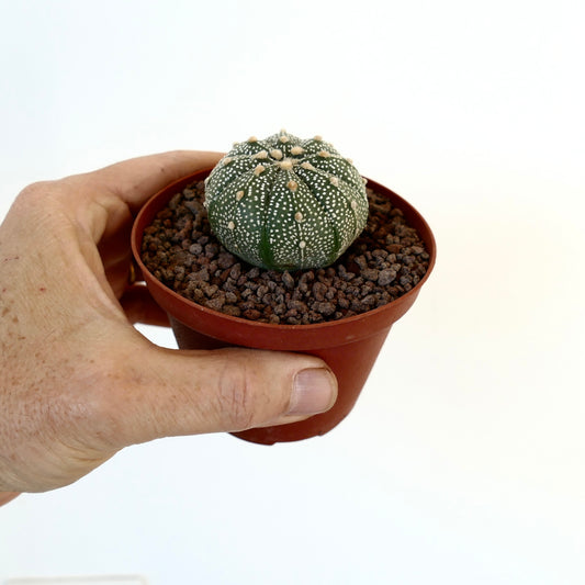 Astrophytum asterias multipunctatum X asterias small round cactus with white spots and soft tufts