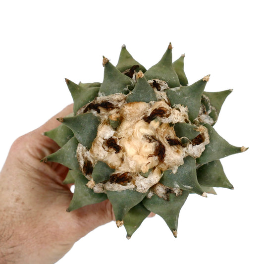 Ariocarpus confusus succulent cactus with thick green tubercles and woolly center