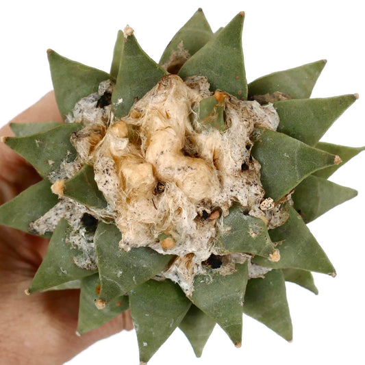 Ariocarpus retusus succulent cactus with green triangular tubercles and woolly center growth