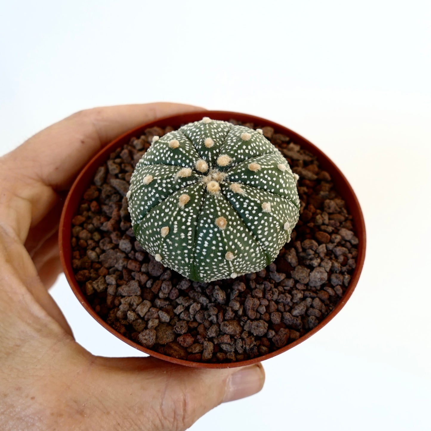 Astrophytum asterias multipunctatum X asterias small round cactus with white spots and soft tufts