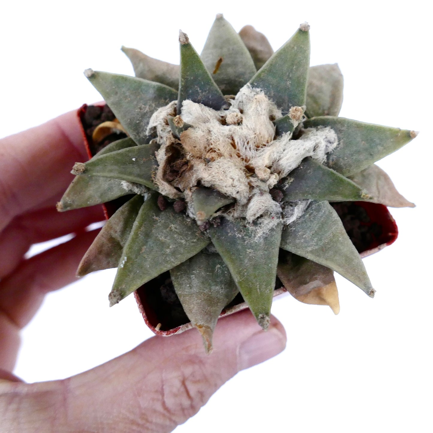 อาริโอคาร์ปุส เรตูซัส กระบองเพชรอวบน้ำใบหนาสีเขียวและกลางมีขนปุยในกระถางเล็ก