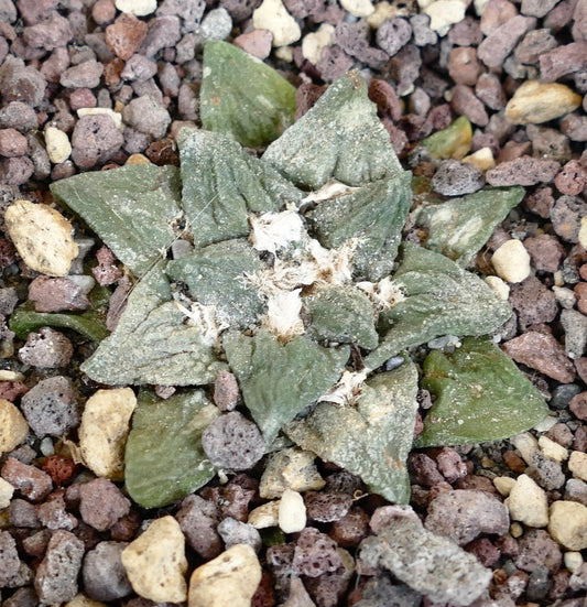 Ariocarpus GODZILLA x FURFURACEUS x scapharostroides rara planta suculenta cactus con hojas verdes texturizadas y centro lanoso