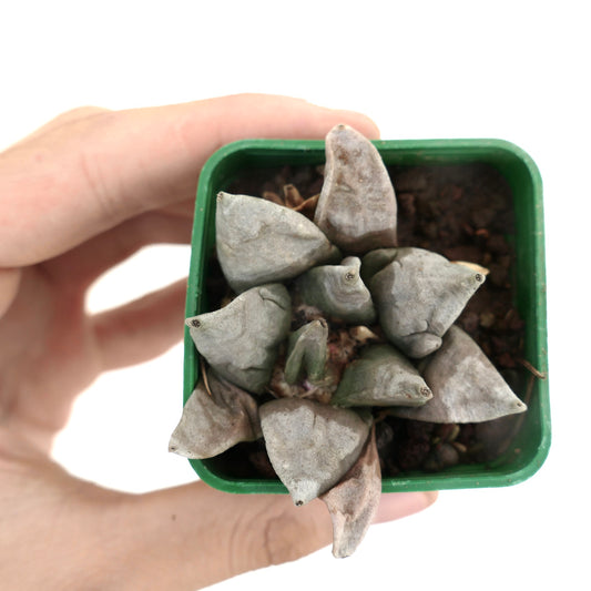 Ariocarpus furfuraceus X retusus cv. THREEFINGER raro cactus suculento con tubérculos gruesos triangulares gris-verdes