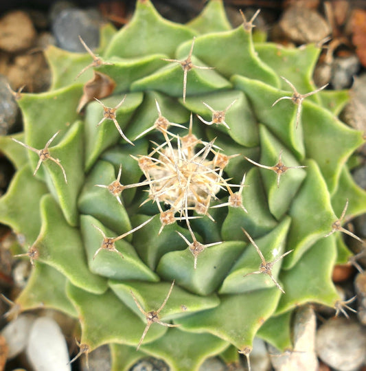 Obregonia denegrii rare succulent cactus with star-shaped spines and rosette form