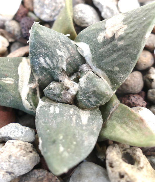 Ariocarpus retusus cv FRUMUDOSU X cv CAULIFLOWER succulent cactus with thick, textured green leaves and white patches