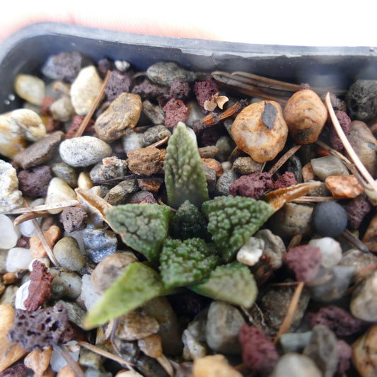 Ariocarpus fissuratus cv GODZILLA raro cactus suculento con hojas triangulares verdes texturizadas