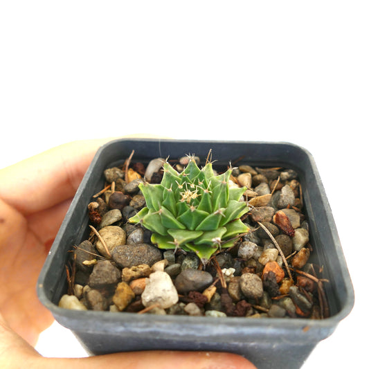 Obregonia denegrii small green succulent cactus with spines in black pot with pebbles