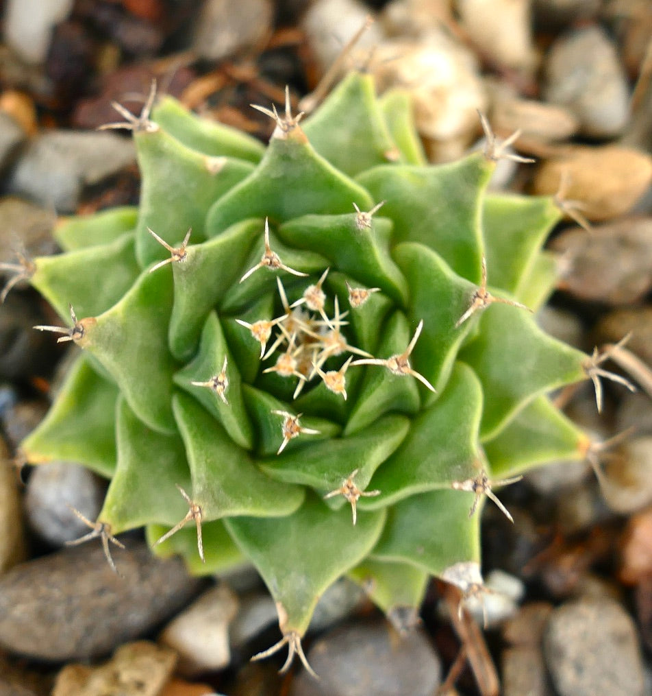 Obregonia denegrii Sukkulente Kaktee mit spiralförmiger Rosette und kleinen, scharfen Stacheln auf felsigem Boden