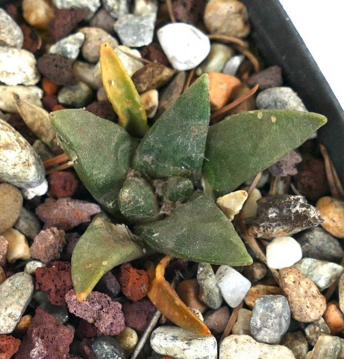 Ariocarpus retusus X trigonus hybrid sukkulent kaktusplante med trekantede grønne blader