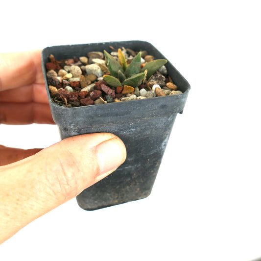 Ariocarpus retusus X trigonus succulent hybrid seedling with green triangular leaves in small pot