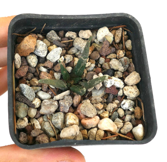Ariocarpus agavoides small dark green succulent cactus with pointed leaves in rocky soil