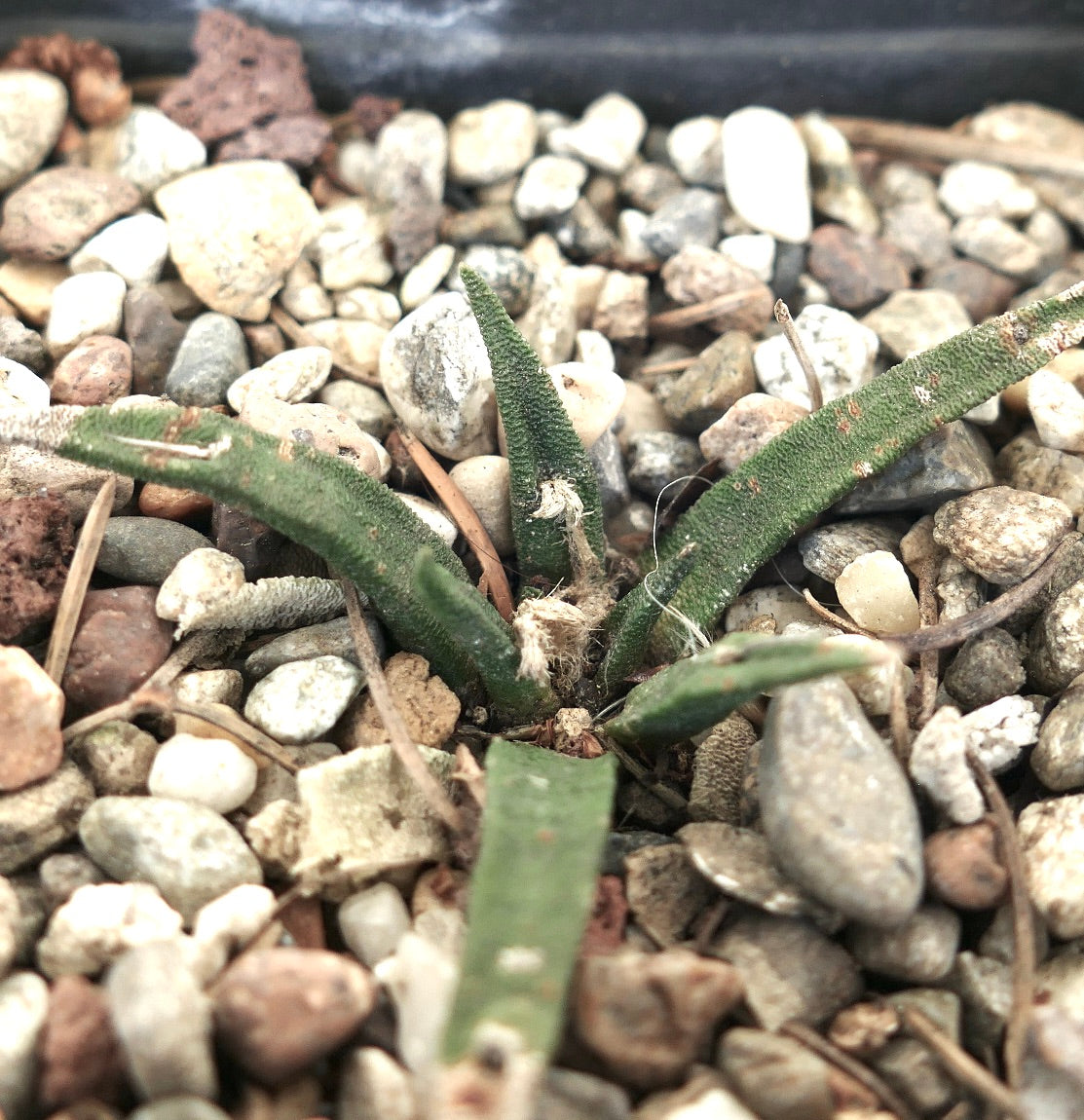 Ariocarpus agavoides small succulent cactus with textured green leaves among gravel stones