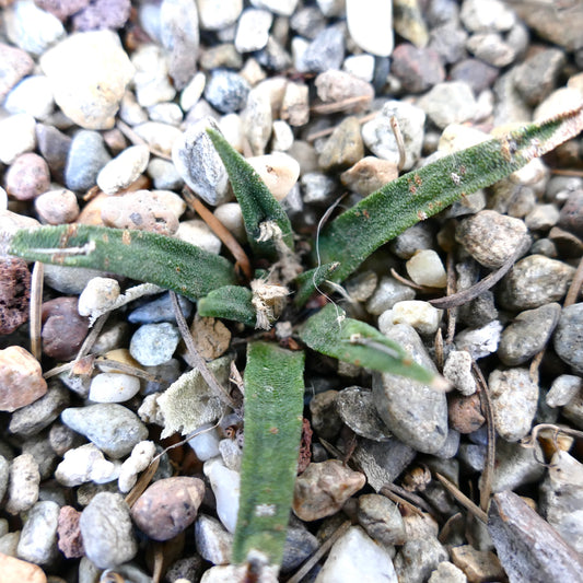 Ariocarpus agavoides small succulent cactus with thick green textured leaves on rocky soil