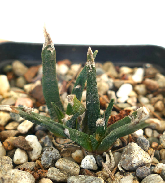 Ariocarpus agavoides rare succulent cactus with elongated green tubercles and white tips in gravel