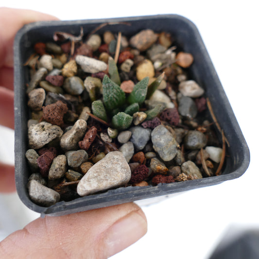 Ariocarpus braboanus var. hintoniii small succulent cactus seedling with textured green leaves in rocky soil
