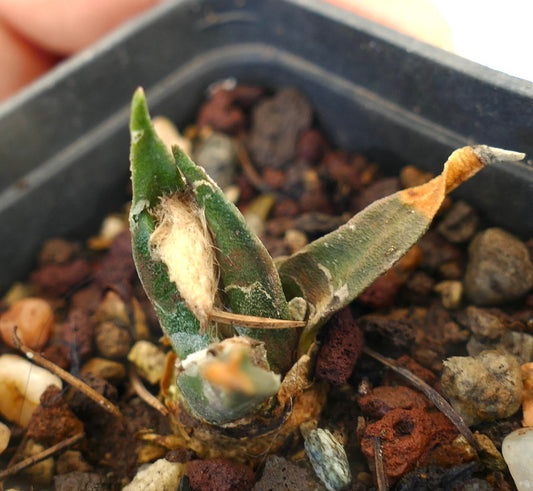 Ariocarpus bravoanus X trigonus small succulent cactus with thick green leaves and fuzzy texture