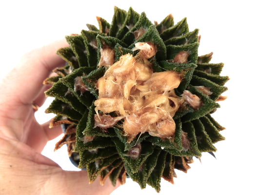 Ariocarpus bravoanus succulent cactus with dense green spiraled tubercles and woolly center