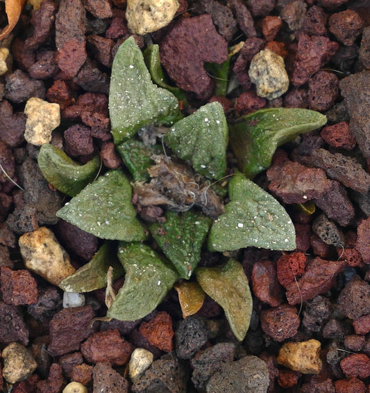Ariocarpus bravoanus var. hintonii small succulent cactus with triangular textured green leaves on rocky soil