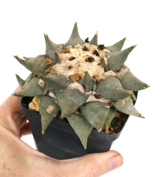 Ariocarpus confusus rare succulent cactus with thick triangular tubercles and woolly center