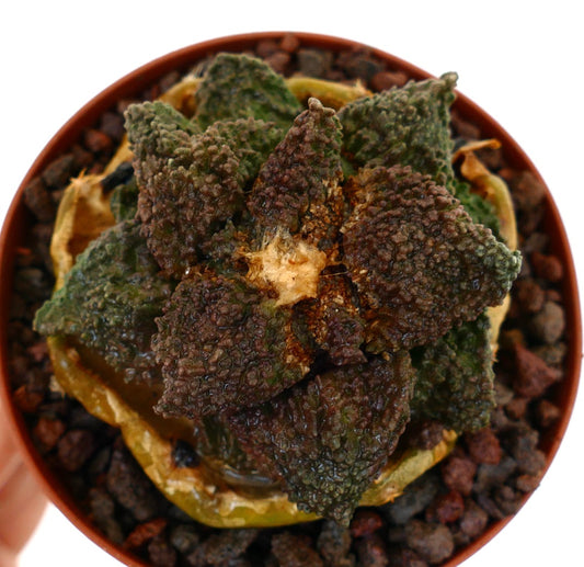 Ariocarpus cv. DARK GODZILLA succulent cactus with dark green-brown textured tubercles