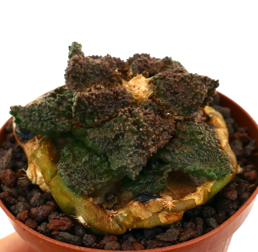 Ariocarpus cv. DARK GODZILLA succulent cactus with textured green-brownish tubercles in pot