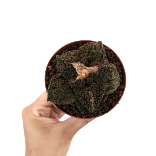 Ariocarpus cv. GODZILLA DARK GRAFTED rare textured dark green succulent cactus specimen