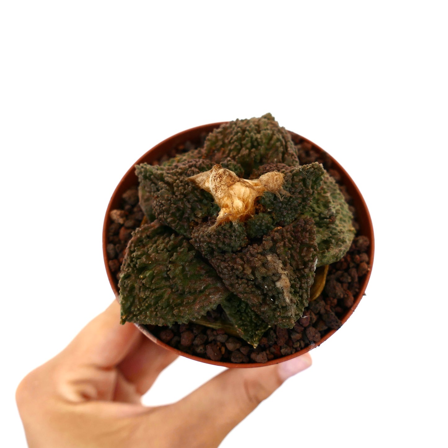 Ariocarpus cv. GODZILLA DARK GRAFTED textured rare succulent cactus with dark green triangular tubercles