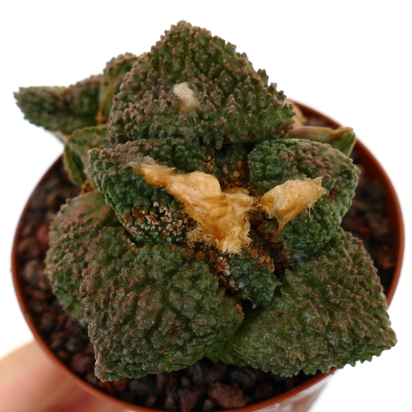 アリオカルプス　ゴジラ　実生 アリオカルプス | Botanical Archive | ユニークなサボテンコレクション