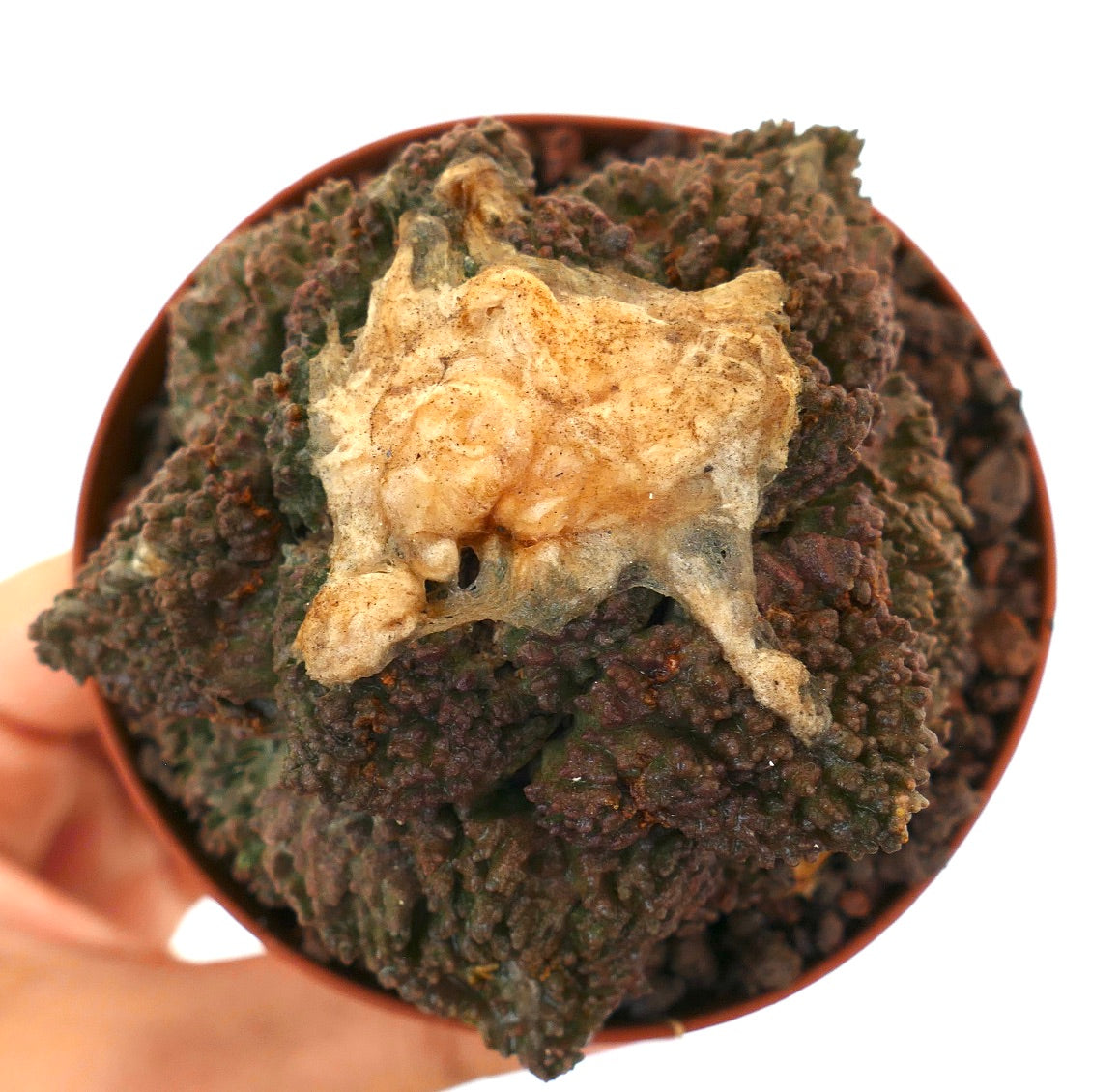 Ariocarpus cv. GODZILLA x BALL LANATUS rare textured succulent cactus with knobby dark green tubercles and beige top