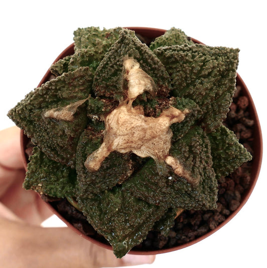 Ariocarpus cv. GODZILLA x HINTONI rare succulent cactus with textured dark green leaves and cream center